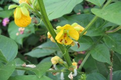 Senna hirsuta